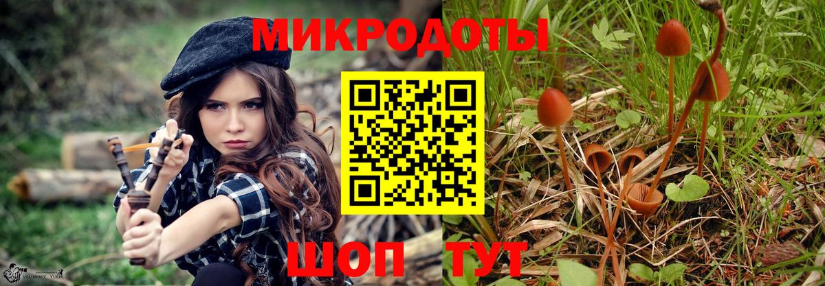 Галлюциногенные грибы Psilocybe Томск